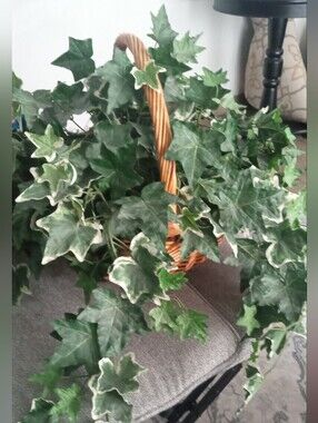 Faux Ivy Basket Plant - Lush Variegated Green Leaves